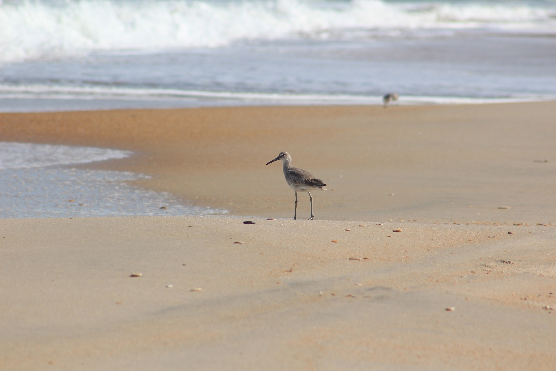 Sandpiper